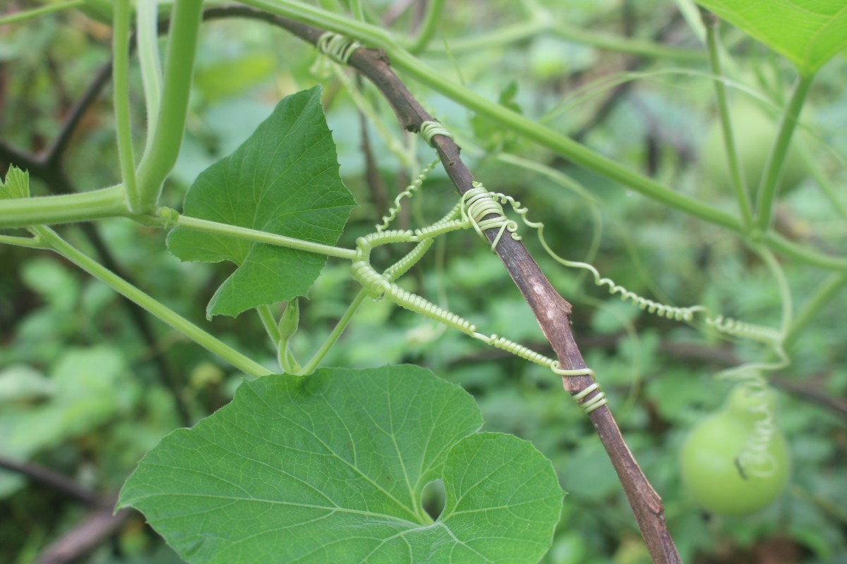 Lagenaria siceraria (Molina) Standl.